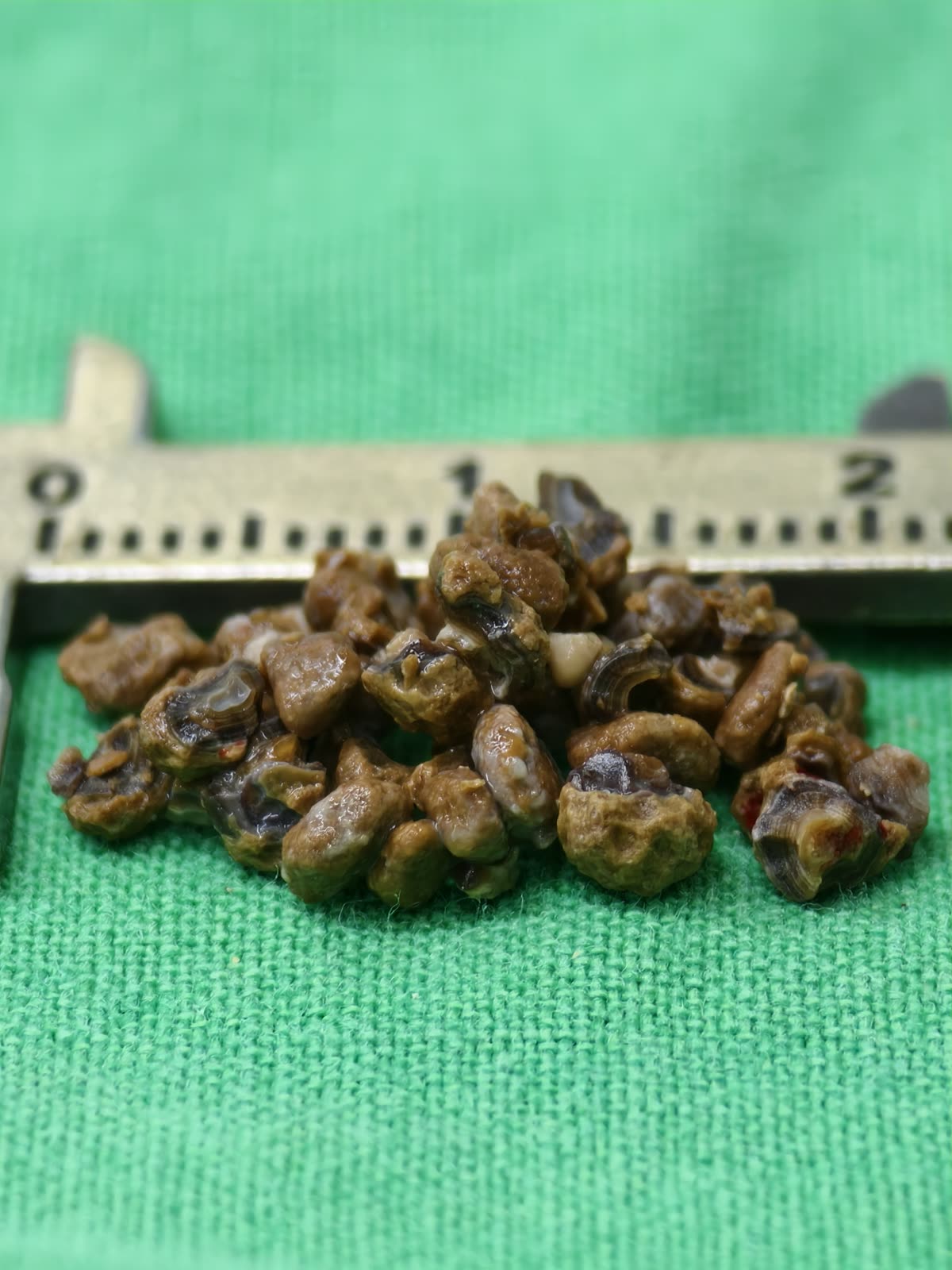 卡尺旁一堆深褐色、表面光亮的圓潤結石,有幾顆的斷面看得到一圈一圈的層紋
